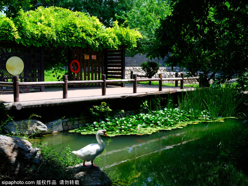 前门三里河公园绿树成荫，清新宜人美如画卷