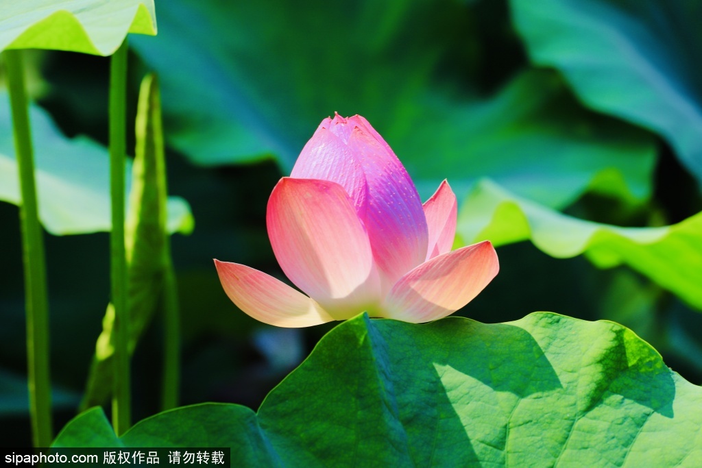 大观园荷风消夏清色满庭芳