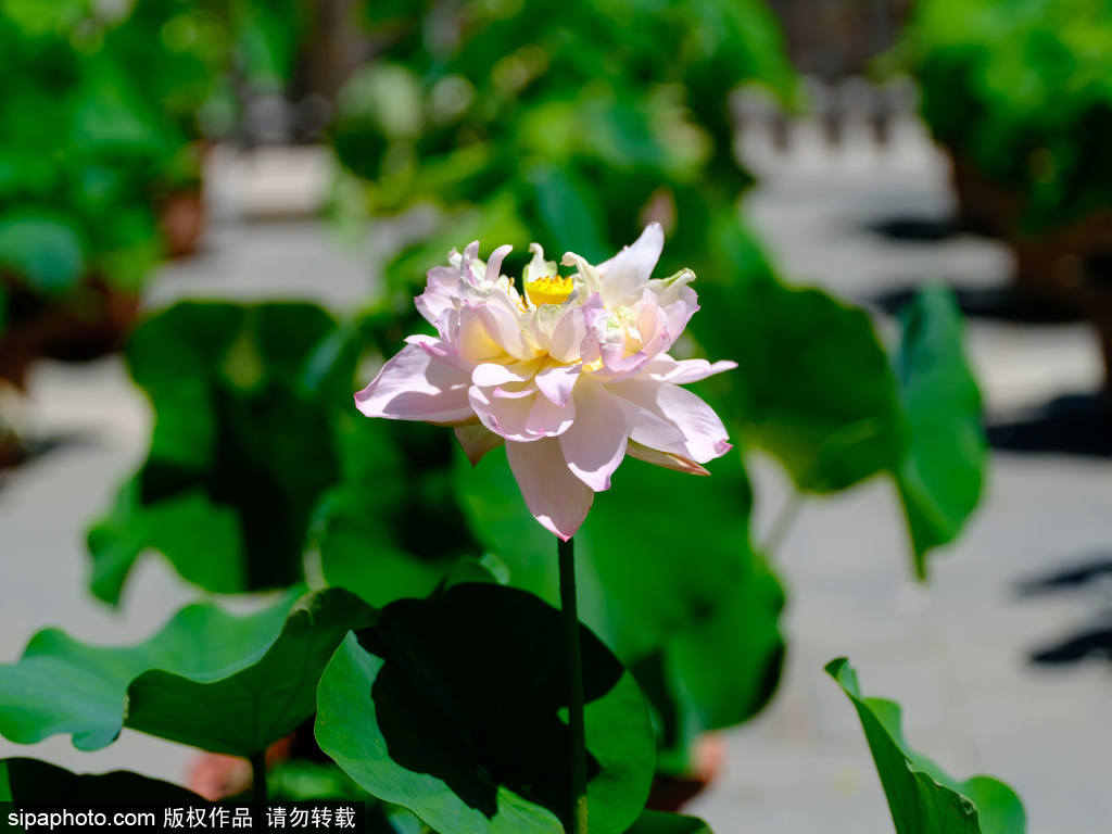 莲花池公园荷花
