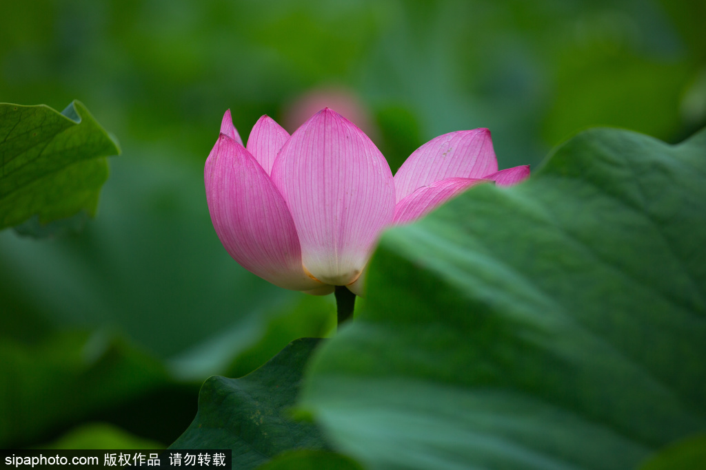 通州大运河森林公园荷花
