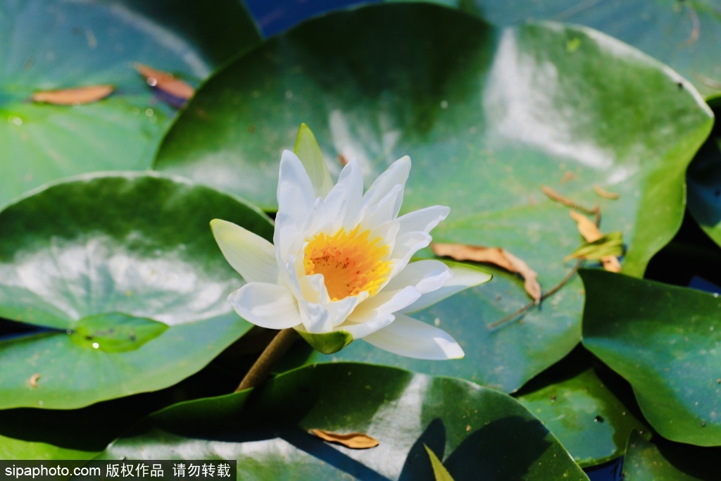 陶然亭公园夏日赏荷正当时