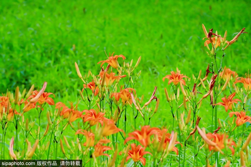 盛夏南海子公园熏风园生态画卷
