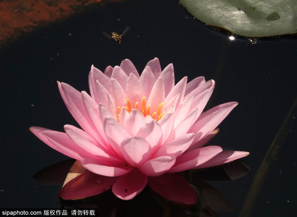 莲花池公园睡莲