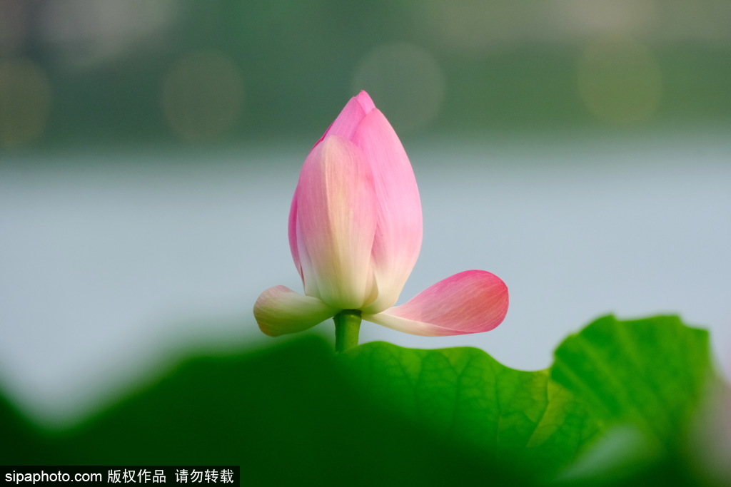 延庆晚荷