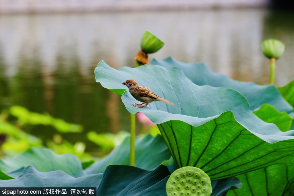 荷间雀跃，夏驻大观园