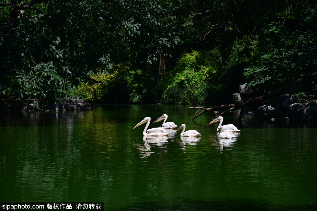 鹈鹕优雅水面游弋赛天鹅