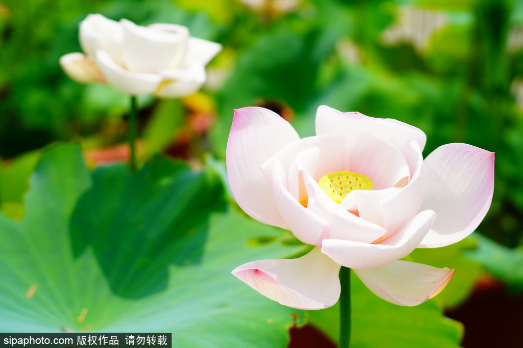国家植物园集中展出沉睡数百年的古莲