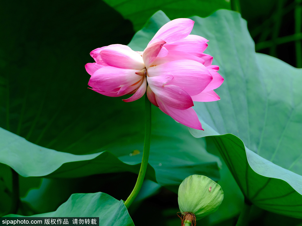 盛夏颐和园风景如画，罕见并蒂莲引游人如织