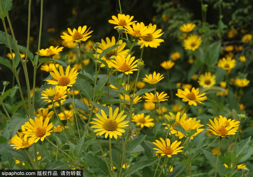 莲花池公园姹紫嫣红