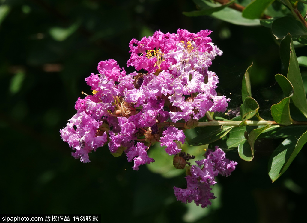 圆明园紫薇花娇艳绽放景致美