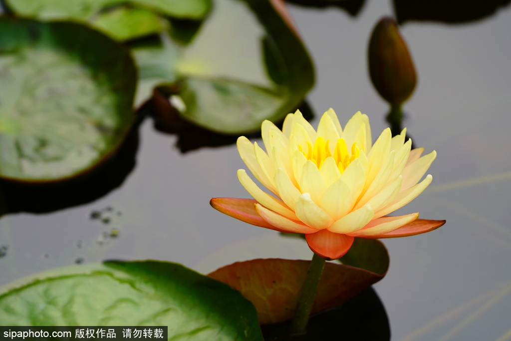 莲花池公园睡莲