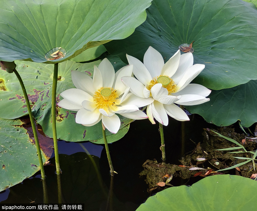 盛夏季节来古塔公园欣赏荷花