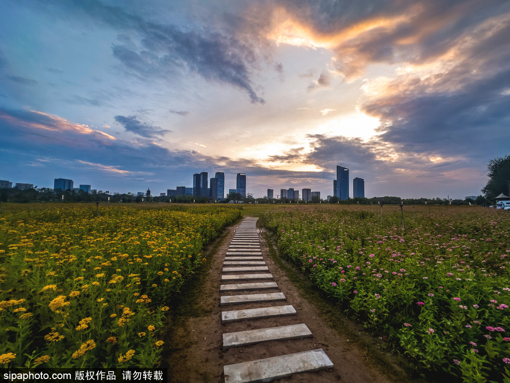 通州：花海向晚，蓝调倾城