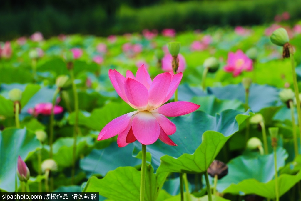 永定公园盛夏荷韵