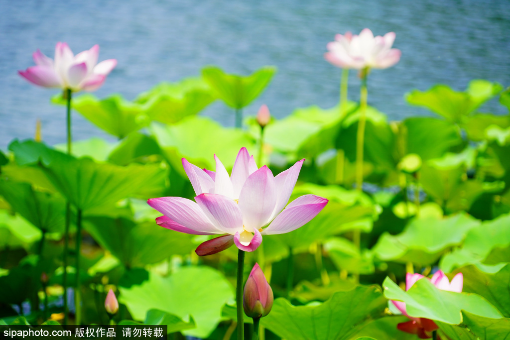 什刹海荷花市场荷花盛放，市民乘游船穿行花间赏景