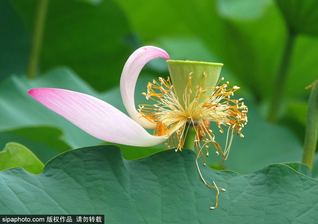 莲花池公园罕见双色睡莲