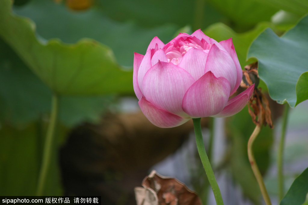 盛夏荷开莲花池