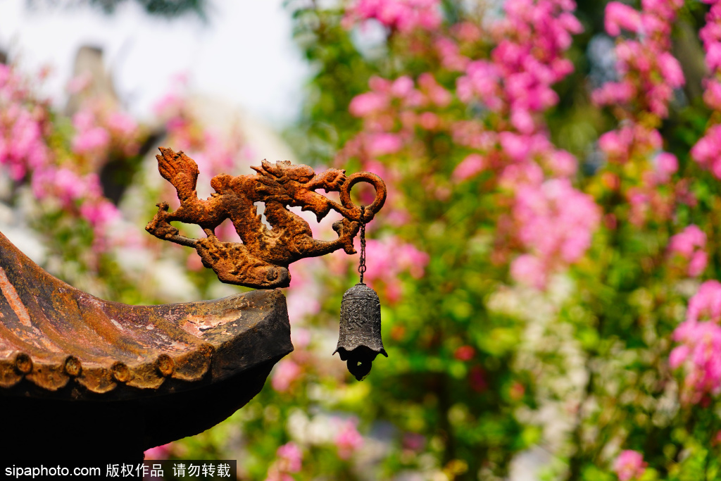 白云观紫薇花