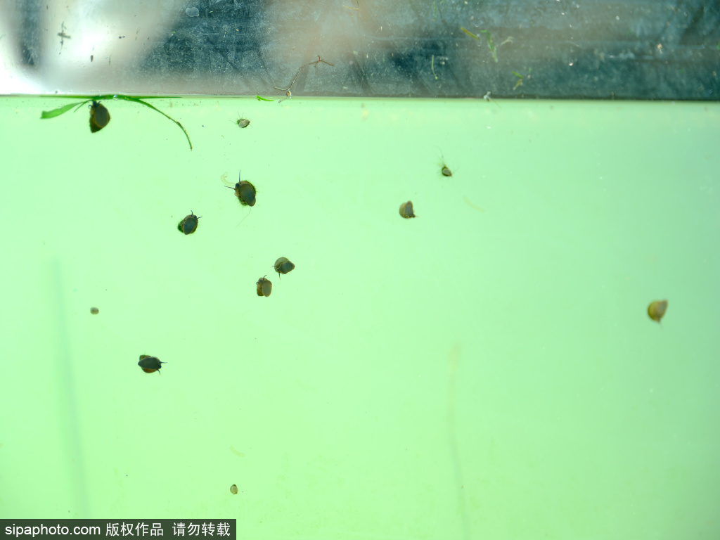 积水潭桥下护城河变身玻璃“水族馆”
