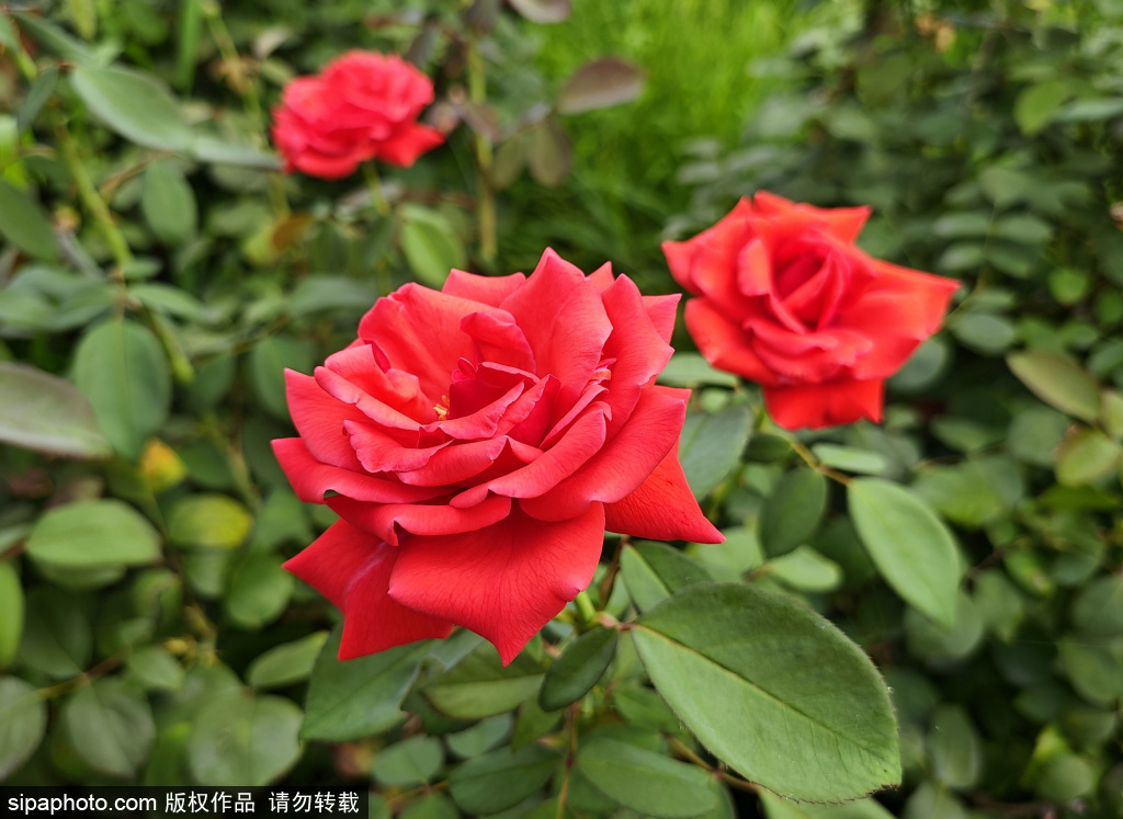 圆明园月季