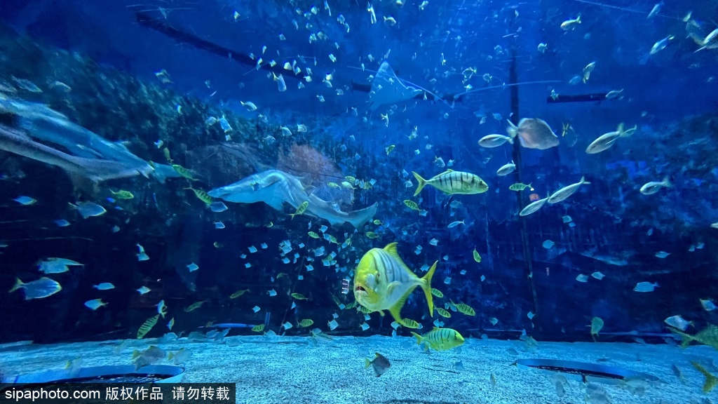 暑期北京海洋馆夜游受热捧
