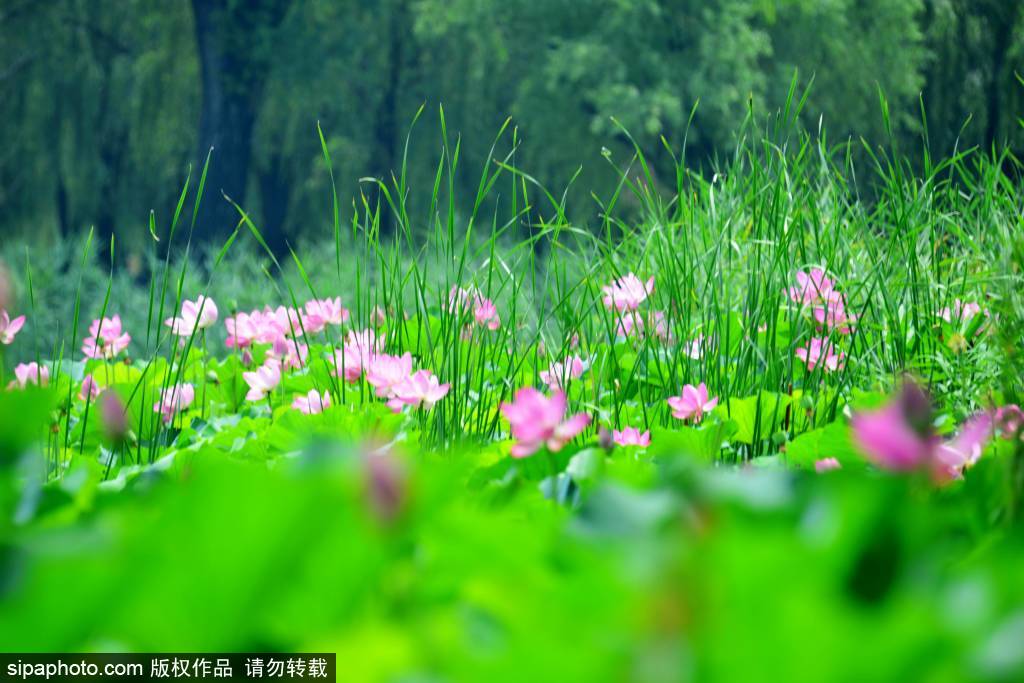 颐和园荷花盛放