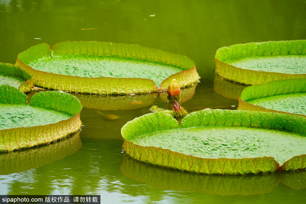 国家植物园荷花、睡莲、王莲竞相绽放