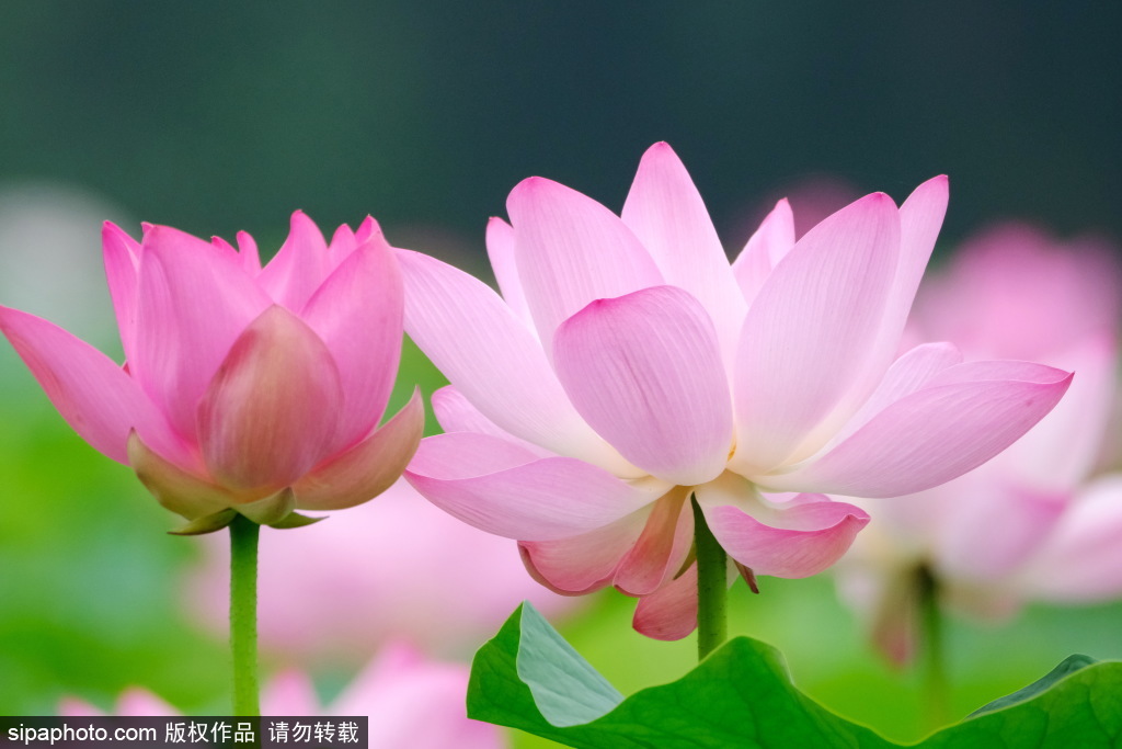 圆明园荷花