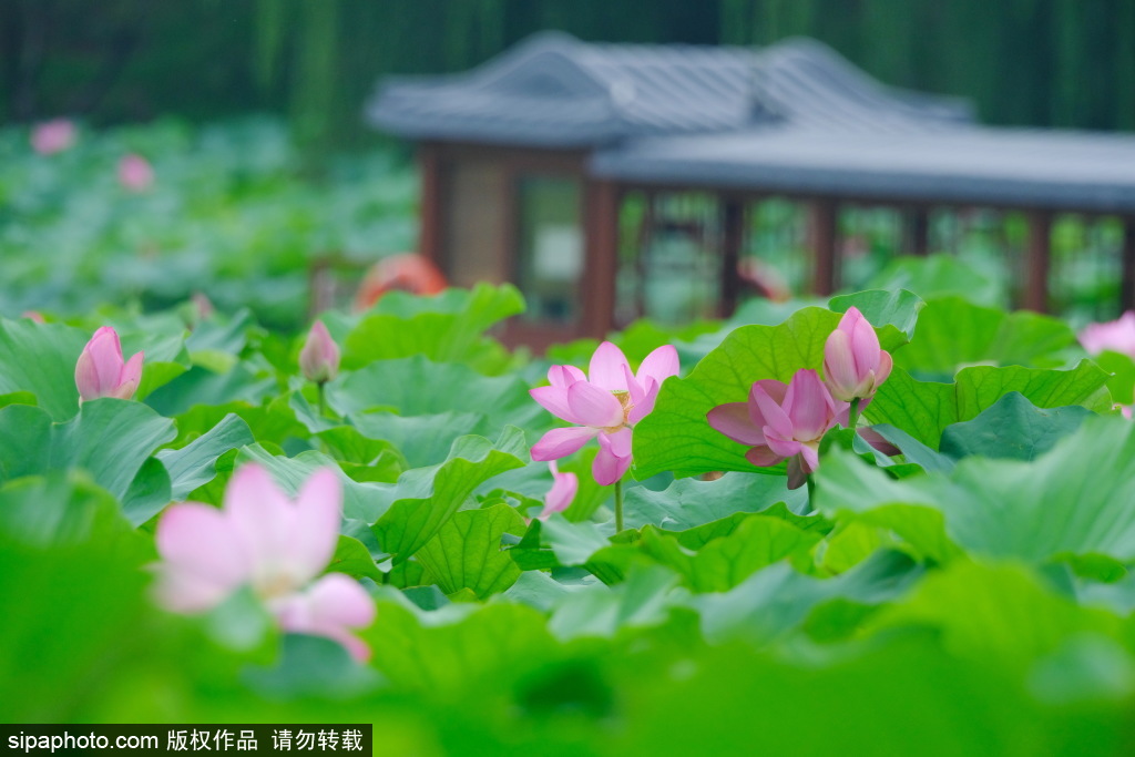 酷暑中圆明园荷花盛开