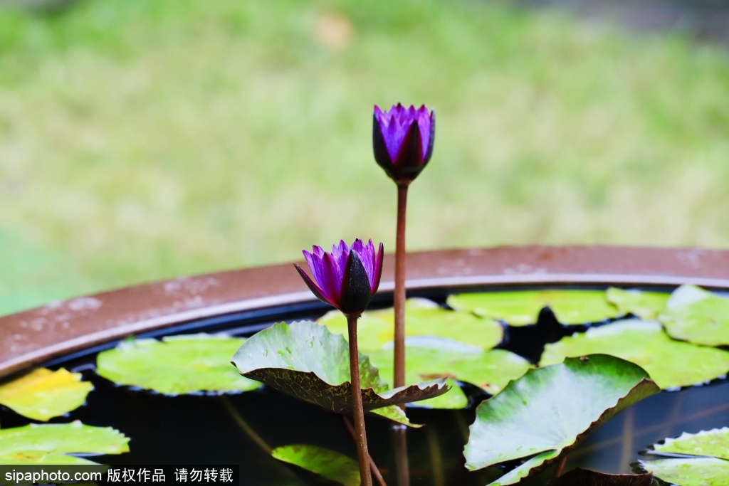石景山书院夏池莲影
