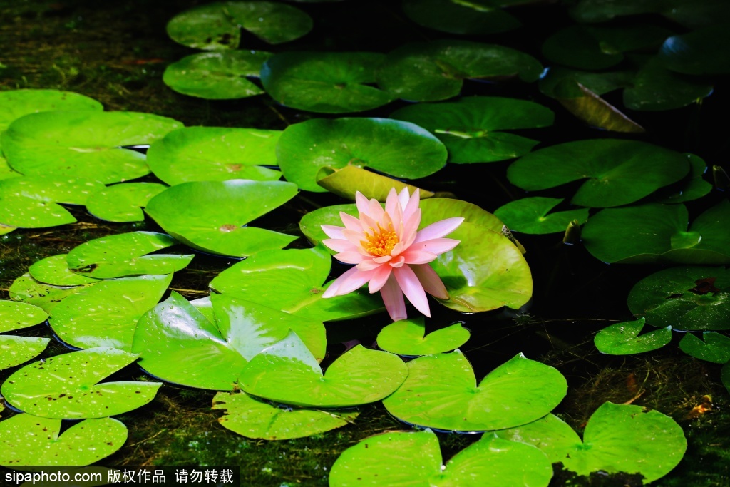 永定公园千株睡莲铺展湖畔诗意画卷