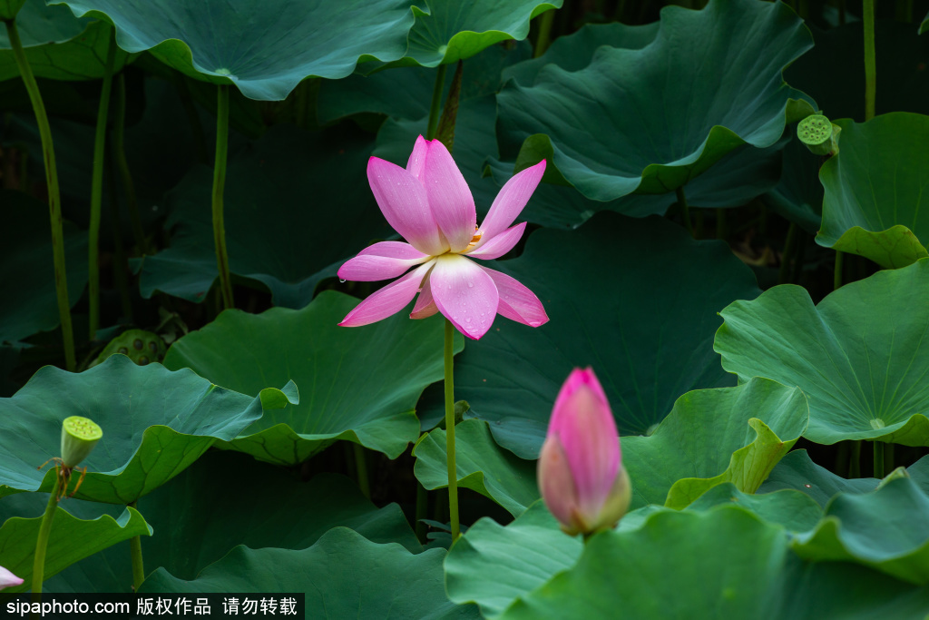 雨天的西海子，处处风景处处诗