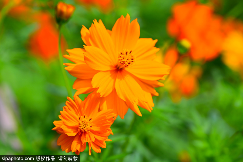 北海公园黄秋英花海