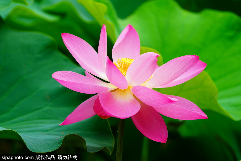 保定古莲花池红莲