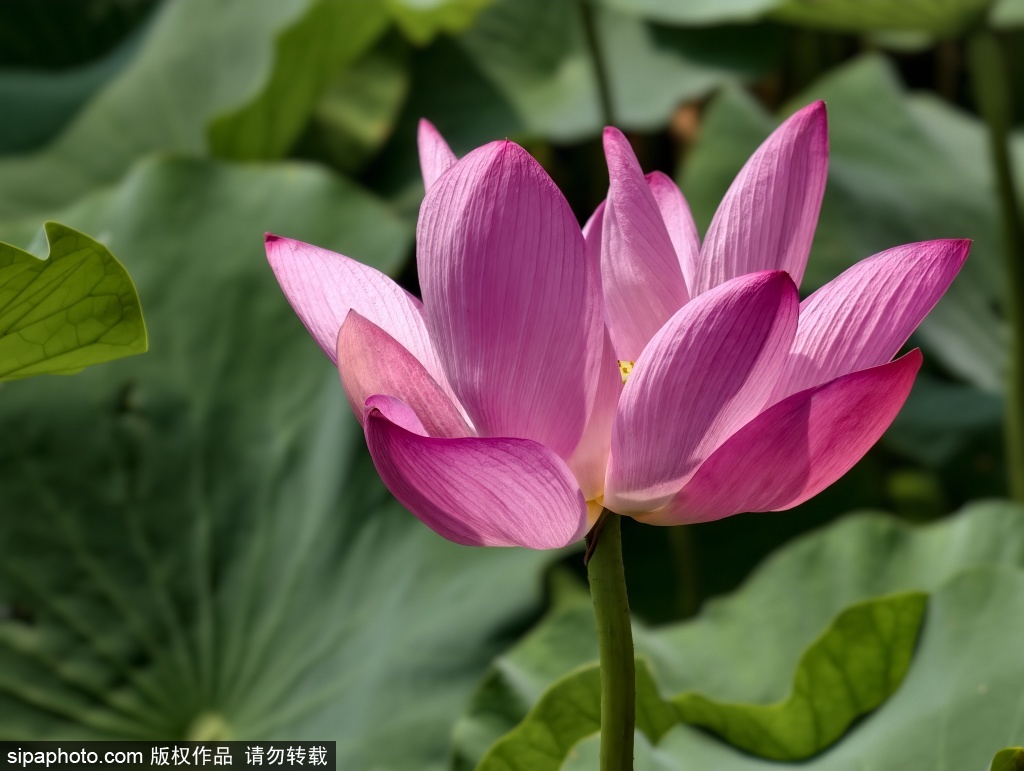 北海公园白塔碧荷