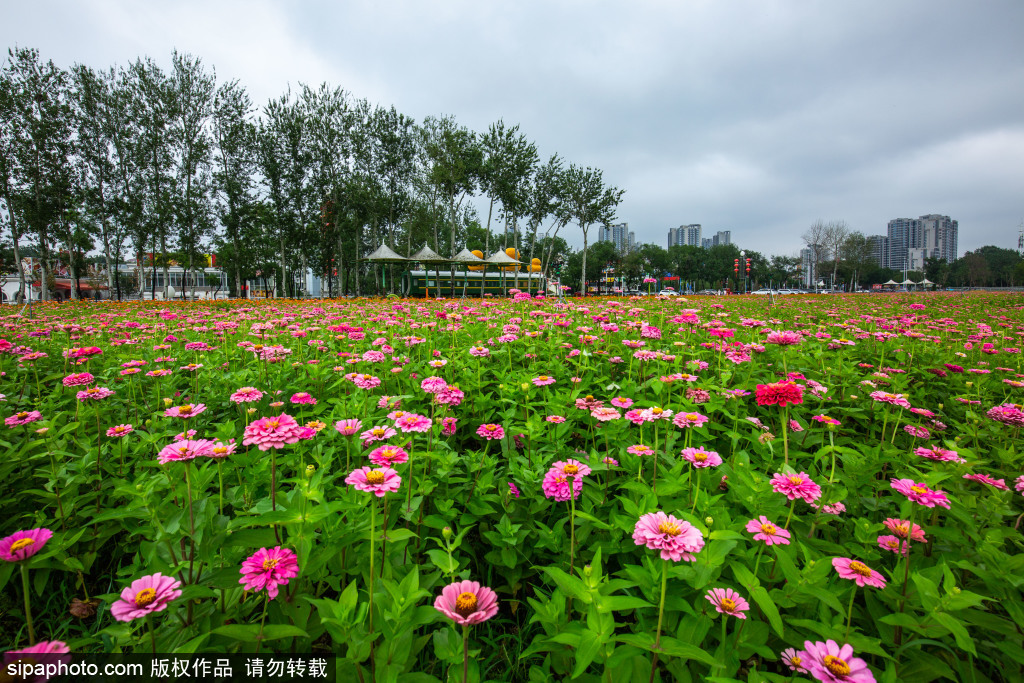 通州月亮河花海，打卡正当时