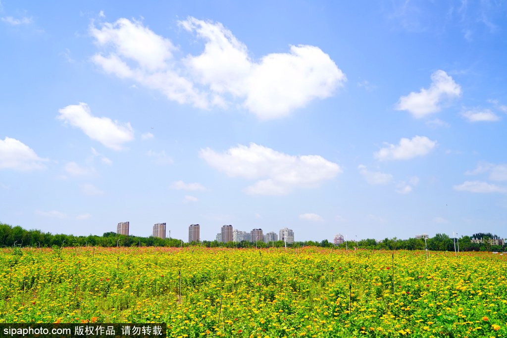 盛夏时节，通州新晋花海惊艳盛放