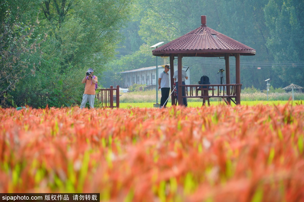 京西御稻保护性种植区惊现皇家胭脂稻