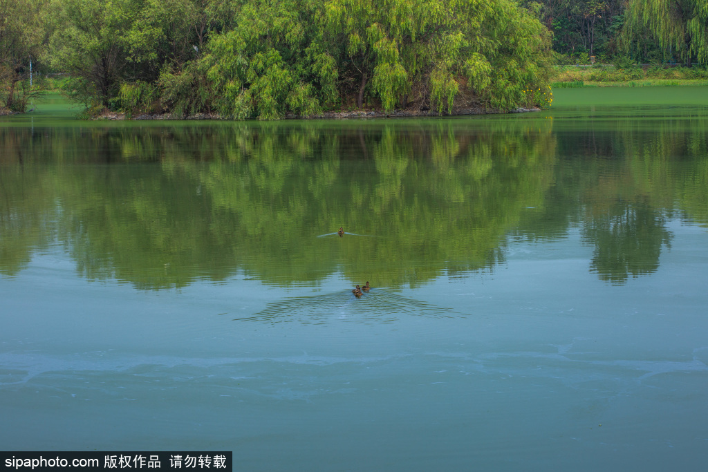 北京通州大运河森林公园秋日美景