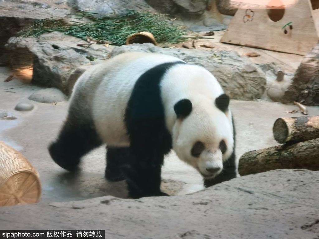 光影中的北京动物园大熊猫新馆，熊猫兄弟萌化人