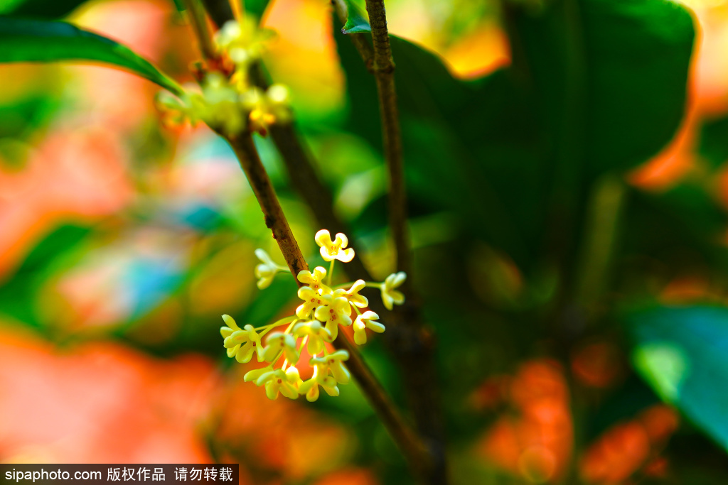 金秋九月 太庙桂花飘香