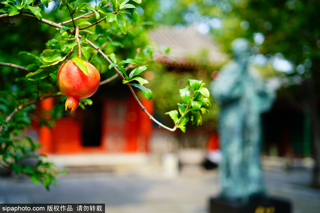 金秋丰收  齐白石旧居纪念馆火红石榴挂枝头