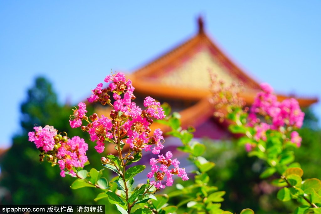 中山公园紫薇花盛开，秋日美景如画