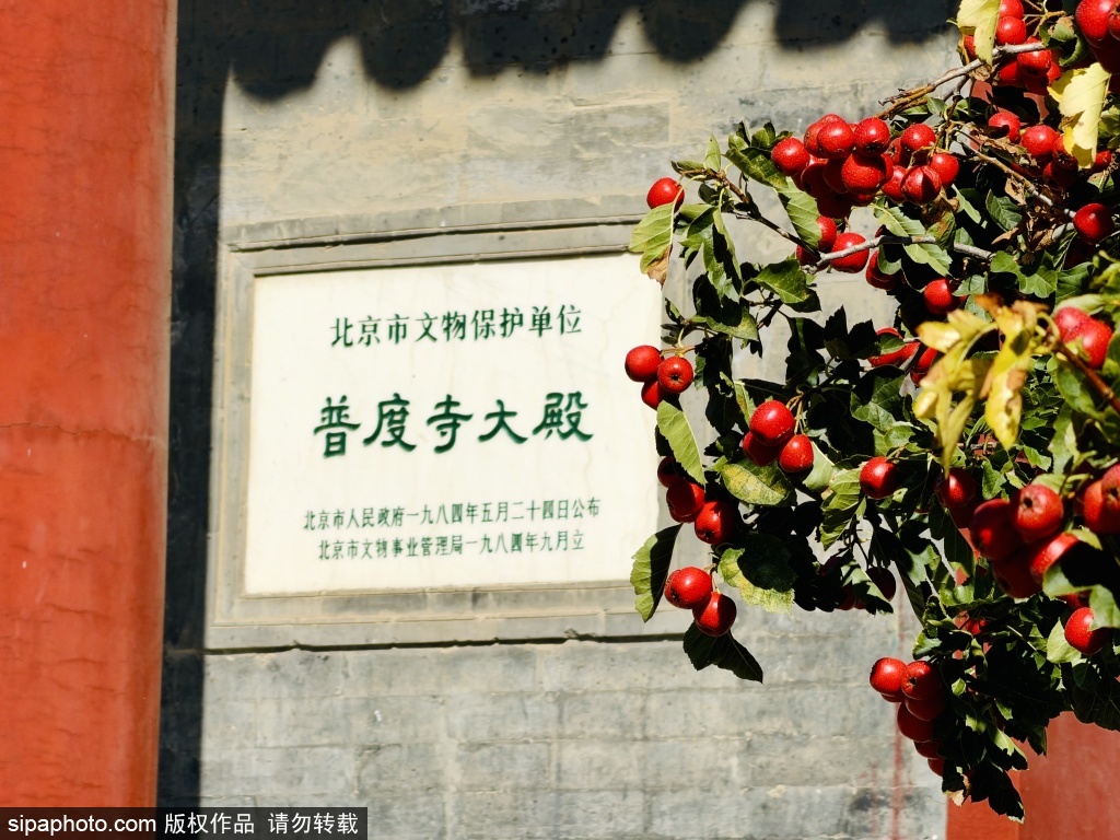 普度寺山楂树挂红珠古殿之下秋正浓