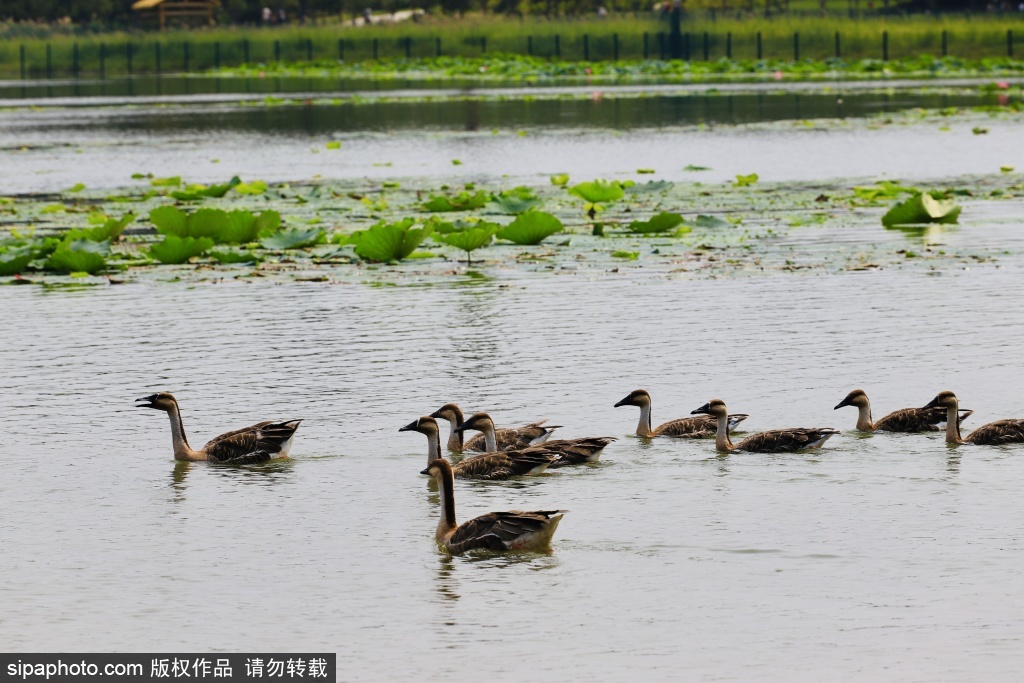 南海子公园秋色渐浓