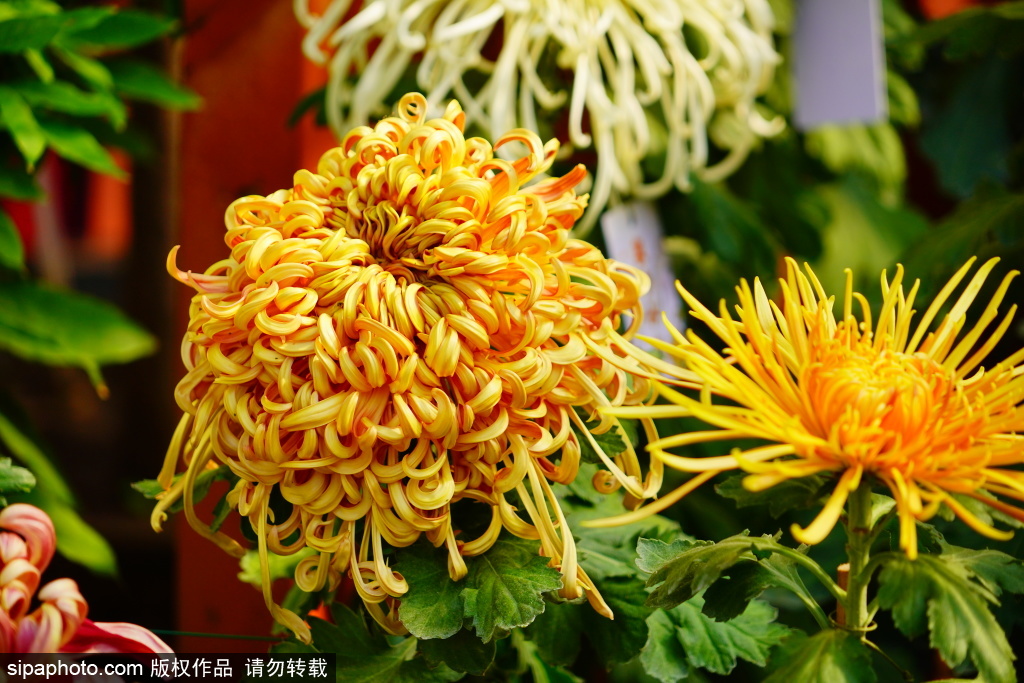 陶然亭公园菊花文化活动