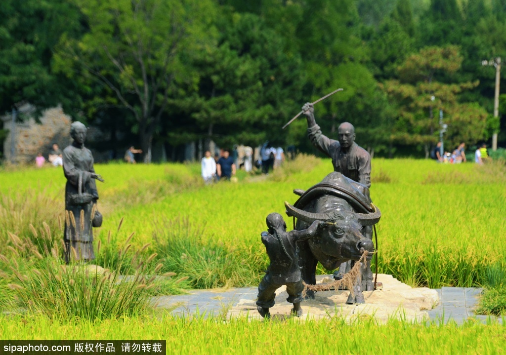 海淀区北坞公园秋色