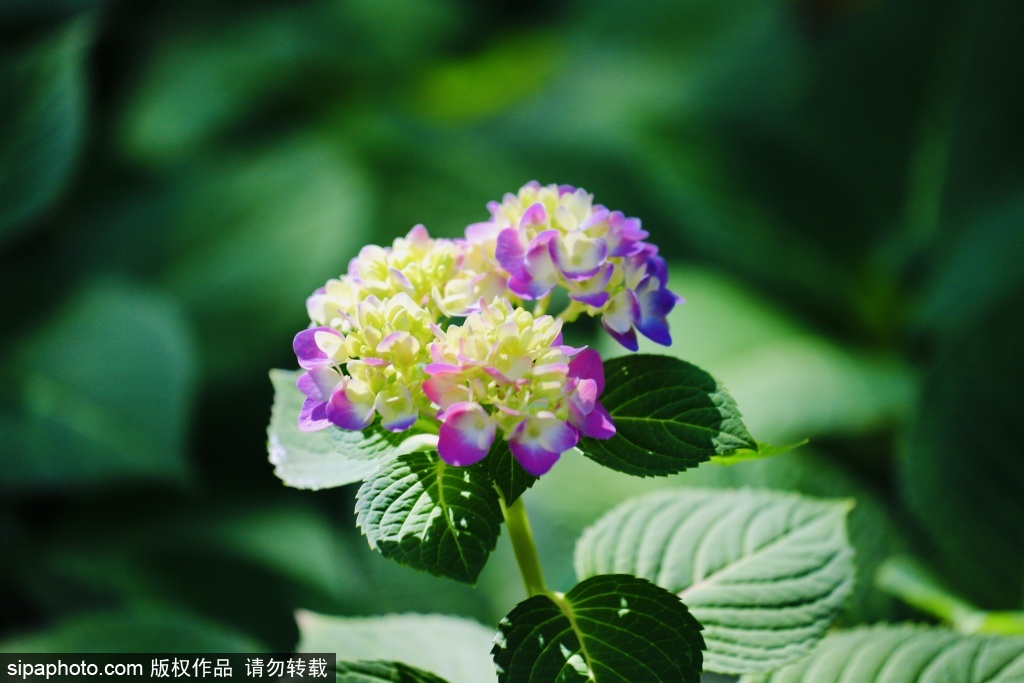 陶然亭秋景上线，泛舟赏亭观花